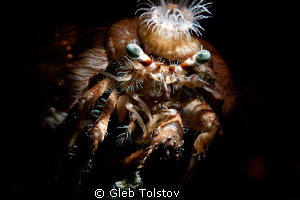 Anemon crab by Gleb Tolstov 